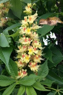 Ohio Buckeye (Aesculus Glabra) - 3 Gallon Pot 13 Ohio Buckeye (Aesculus Glabra) - 3 Gallon Pot -Garden Plant Shop aesculus glabra ohio buckeye 9