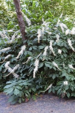 Roger's White Bottlebrush Buckeye (Aesculus Parviflora) - 1 Gallon Pot -Garden Plant Shop aesculus parviflora serotina rogers white buckeye 1