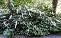 Roger's White Bottlebrush Buckeye (Aesculus Parviflora) - 1 Gallon Pot -Garden Plant Shop aesculus parviflora serotina rogers white buckeye 2