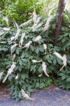 Roger's White Bottlebrush Buckeye (Aesculus Parviflora) - 1 Gallon Pot -Garden Plant Shop aesculus parviflora serotina rogers white buckeye 3