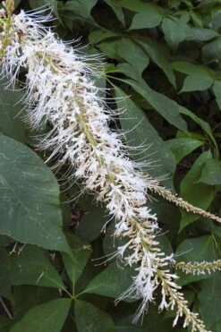 Roger's White Bottlebrush Buckeye (Aesculus Parviflora) - 1 Gallon Pot -Garden Plant Shop aesculus parviflora serotina rogers white buckeye 5