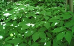 Roger's White Bottlebrush Buckeye (Aesculus Parviflora) - 1 Gallon Pot -Garden Plant Shop aesculus parviflora serotina rogers white buckeye 6