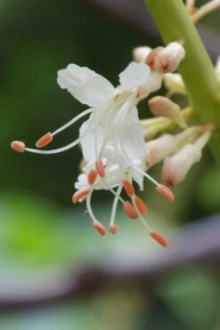 Roger's White Bottlebrush Buckeye (Aesculus Parviflora) - 1 Gallon Pot -Garden Plant Shop aesculus parviflora serotina rogers white buckeye 7
