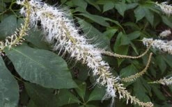 Roger's White Bottlebrush Buckeye (Aesculus Parviflora) - 1 Gallon Pot -Garden Plant Shop aesculus parviflora serotina rogers white buckeye 8