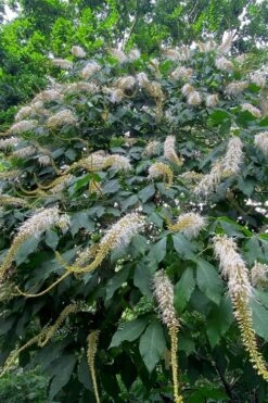 Roger's White Bottlebrush Buckeye (Aesculus Parviflora) - 1 Gallon Pot -Garden Plant Shop aesculus parviflora serotina rogers white buckeye 9