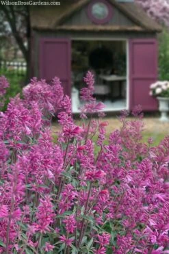 Rosie Posie Agastache (Hummingbird Mint) - 5 Pack Of Quarts 13 Rosie Posie Agastache (Hummingbird Mint) - 5 Pack Of Quarts -Garden Plant Shop agastache rosie posie hummingbird mint 1