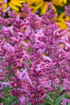 Rosie Posie Agastache (Hummingbird Mint) - 1 Gallon Pot -Garden Plant Shop agastache rosie posie hummingbird mint 3 1