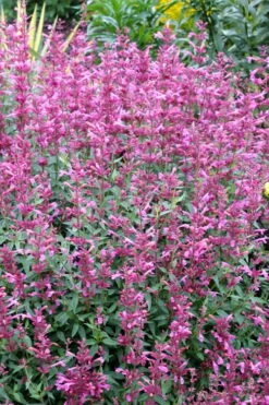 Rosie Posie Agastache (Hummingbird Mint) - 1 Gallon Pot -Garden Plant Shop agastache rosie posie hummingbird mint 6 1