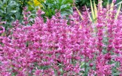 Rosie Posie Agastache (Hummingbird Mint) - 1 Gallon Pot -Garden Plant Shop agastache rosie posie hummingbird mint 7 1