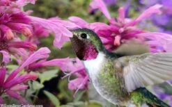 Rosie Posie Agastache (Hummingbird Mint) - 5 Pack Of Quarts 12 Rosie Posie Agastache (Hummingbird Mint) - 5 Pack Of Quarts -Garden Plant Shop agastache rosie posie hummingbird mint 9