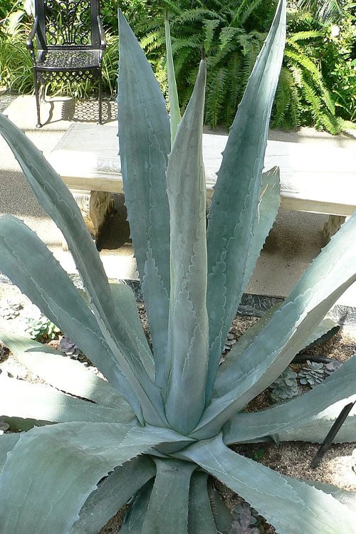 American Agave (Century Plant) - 3 Gallon Pot 6 American Agave (Century Plant) - 3 Gallon Pot - Image 6