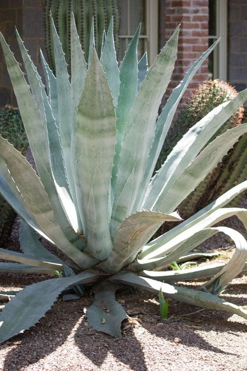 American Agave (Century Plant) - 3 Gallon Pot 1 American Agave (Century Plant) - 3 Gallon Pot