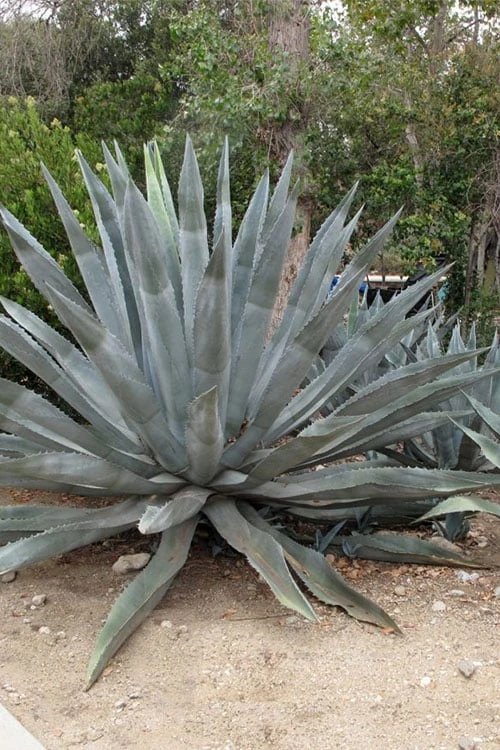 American Agave (Century Plant) - 3 Gallon Pot 5 American Agave (Century Plant) - 3 Gallon Pot - Image 5