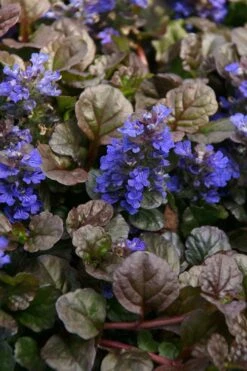 Bronze Beauty Ajuga - Bugleweed - 18 Count Flats Of Pint Pots -Garden Plant Shop ajuga bronze beauty 28 6