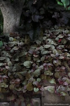 Bronze Beauty Ajuga (Bugleweed) - 5 Pack Of Quart Pots 7 Bronze Beauty Ajuga (Bugleweed) - 5 Pack Of Quart Pots -Garden Plant Shop ajuga bronze beauty 30 3