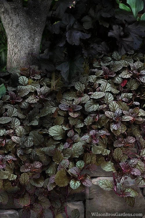 Bronze Beauty Ajuga (Bugleweed) - 5 Pack Of Quart Pots 4 Bronze Beauty Ajuga (Bugleweed) - 5 Pack Of Quart Pots - Image 4