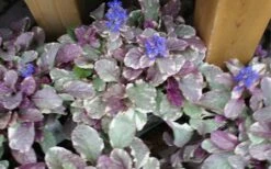 Burgundy Glow Ajuga - Bugleweed - 5-Pack Of 4" Pint Pots -Garden Plant Shop ajuga burgundy glow