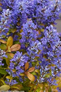Fancy Finch Ajuga (Bugleweed) - 5 Pack Of Quart Pots 10 Fancy Finch Ajuga (Bugleweed) - 5 Pack Of Quart Pots -Garden Plant Shop ajuga fancy finch 10