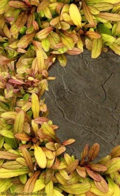 Fancy Finch Ajuga (Bugleweed) - 5 Pack Of Quart Pots 13 Fancy Finch Ajuga (Bugleweed) - 5 Pack Of Quart Pots -Garden Plant Shop ajuga fancy finch 5