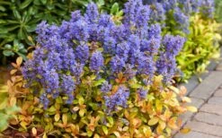 Fancy Finch Ajuga (Bugleweed) - 5 Pack Of Quart Pots 11 Fancy Finch Ajuga (Bugleweed) - 5 Pack Of Quart Pots -Garden Plant Shop ajuga fancy finch 7