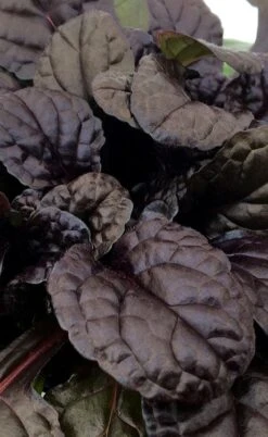 Fierce Falcon Ajuga (Bugleweed) - 5 Pack Of Quart Pots 8 Fierce Falcon Ajuga (Bugleweed) - 5 Pack Of Quart Pots -Garden Plant Shop ajuga fierce falcon 3