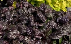Fierce Falcon Ajuga (Bugleweed) - 5 Pack Of Quart Pots 9 Fierce Falcon Ajuga (Bugleweed) - 5 Pack Of Quart Pots -Garden Plant Shop ajuga fierce falcon 4