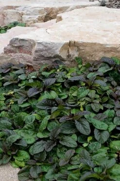 Bronze Beauty Ajuga (Bugleweed) - 36 Pack Of 3.5" Pint Pots -Garden Plant Shop ajuga reptans bronze beauty bugleweed 100 1