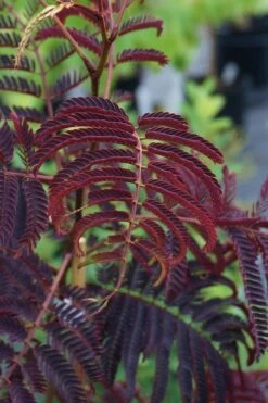 Summer Chocolate Mimosa Tree - 5 Gallon Pot -Garden Plant Shop albizia julibrissin summer chocolate mimosa tree 4