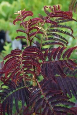 Summer Chocolate Mimosa Tree - 5 Gallon Pot -Garden Plant Shop albizia julibrissin summer chocolate mimosa tree 5