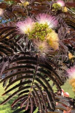Summer Chocolate Mimosa Tree - 5 Gallon Pot -Garden Plant Shop albizia julibrissin summer chocolate mimosa tree 7