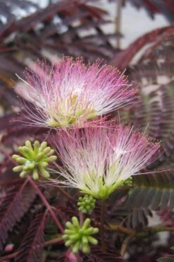 Summer Chocolate Mimosa Tree - 5 Gallon Pot -Garden Plant Shop albizia julibrissin summer chocolate mimosa tree 8