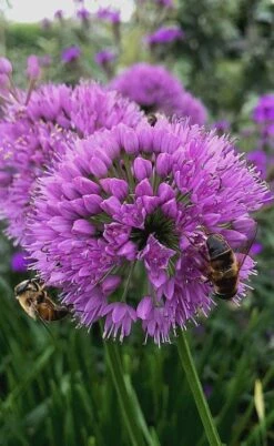 Millenium Allium (Ornamental Onion) - 6 Pack Of 1 Gallon Pots -Garden Plant Shop allium millenium 10