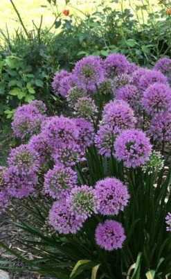Millenium Allium (Ornamental Onion) - 1 Gallon Pot -Garden Plant Shop allium millenium 2 1