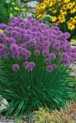 Millenium Allium (Ornamental Onion) - 1 Gallon Pot -Garden Plant Shop allium millenium 3 1