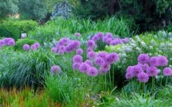 Millenium Allium (Ornamental Onion) - 1 Gallon Pot -Garden Plant Shop allium millenium 4 1