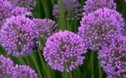 Millenium Allium (Ornamental Onion) - 1 Gallon Pot -Garden Plant Shop allium millenium 5 1