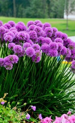 Millenium Allium (Ornamental Onion) - 6 Pack Of 1 Gallon Pots -Garden Plant Shop allium millenium 6