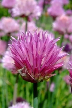 Chives Plant (Allium Schoenoprasum) - 5 Pack Of Quart Pots -Garden Plant Shop allium schoenprasum chives 2