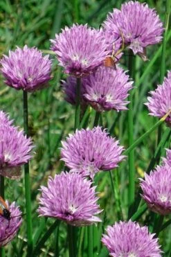 Chives Plant (Allium Schoenoprasum) - 5 Pack Of Quart Pots -Garden Plant Shop allium schoenprasum chives 3