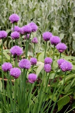 Chives Plant (Allium Schoenoprasum) - 5 Pack Of Quart Pots -Garden Plant Shop allium schoenprasum chives 4