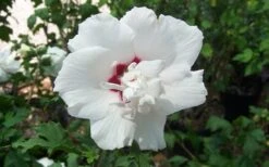Morning Star Rose Of Sharon (Single Trunk Tree) - 7 Gallon Pot (3-4') 9 Morning Star Rose Of Sharon (Single Trunk Tree) - 7 Gallon Pot (3-4') -Garden Plant Shop altheamorningstar