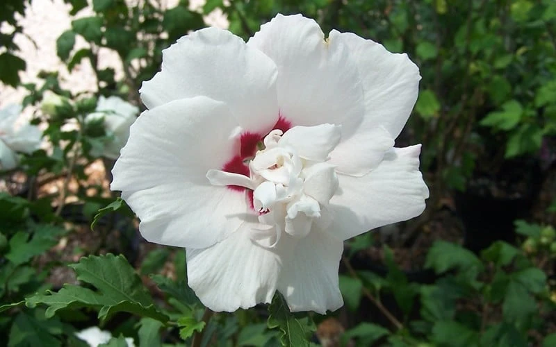 Morning Star Rose Of Sharon (Single Trunk Tree) - 7 Gallon Pot (3-4') 5 Morning Star Rose Of Sharon (Single Trunk Tree) - 7 Gallon Pot (3-4') - Image 5