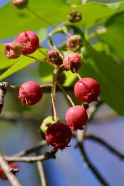 Downy Serviceberry Tree (Amelanchier Arborea) - 3 Gallon Pot 14 Downy Serviceberry Tree (Amelanchier Arborea) - 3 Gallon Pot -Garden Plant Shop amelanchier arborea downy serviceberry berries 1