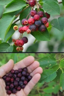 Downy Serviceberry Tree (Amelanchier Arborea) - 3 Gallon Pot 16 Downy Serviceberry Tree (Amelanchier Arborea) - 3 Gallon Pot -Garden Plant Shop amelanchier arborea downy serviceberry berries 3