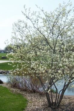 Downy Serviceberry Tree (Amelanchier Arborea) - 3 Gallon Pot 20 Downy Serviceberry Tree (Amelanchier Arborea) - 3 Gallon Pot -Garden Plant Shop amelanchier arborea downy serviceberry tree 2