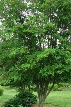 Downy Serviceberry Tree (Amelanchier Arborea) - 3 Gallon Pot 19 Downy Serviceberry Tree (Amelanchier Arborea) - 3 Gallon Pot -Garden Plant Shop amelanchier arborea downy serviceberry tree