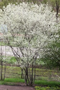 Downy Serviceberry Tree (Amelanchier Arborea) - 3 Gallon Pot 21 Downy Serviceberry Tree (Amelanchier Arborea) - 3 Gallon Pot -Garden Plant Shop amelanchier arborea downy serviceberry tree 3