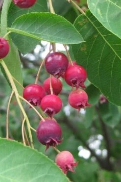 Shadblow Serviceberry Tree (Amelanchier Canadensis) - 1 Gallon Pot -Garden Plant Shop amelanchier arborea shadblow serviceberry berries 3 2