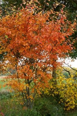 Shadblow Serviceberry Tree (Amelanchier Canadensis) - 1 Gallon Pot -Garden Plant Shop amelanchier arborea shadblow serviceberry fall foliage 2