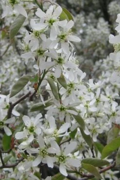 Shadblow Serviceberry Tree (Amelanchier Canadensis) - 1 Gallon Pot -Garden Plant Shop amelanchier arborea shadblow serviceberry flowers 4 2